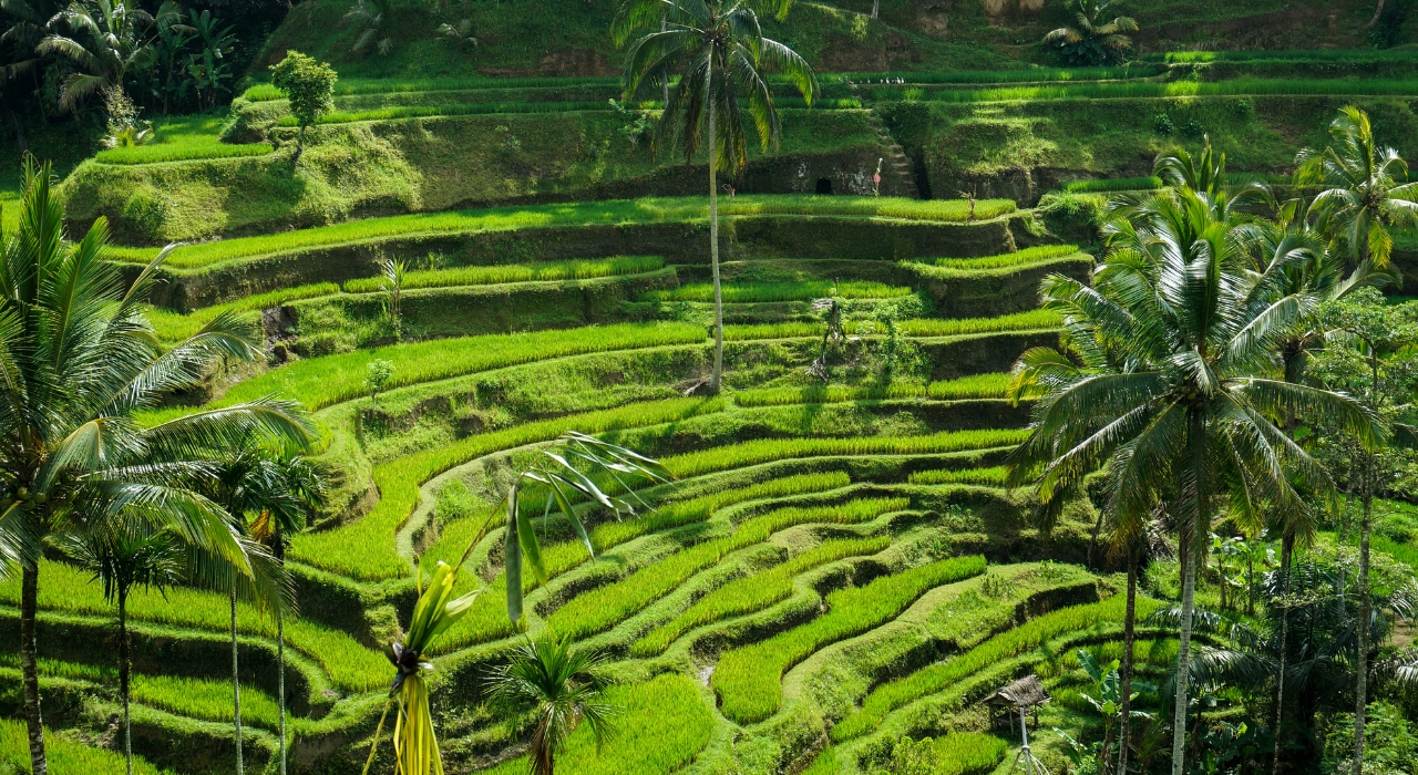tegallalang-riceterrace-ubud.jpg
