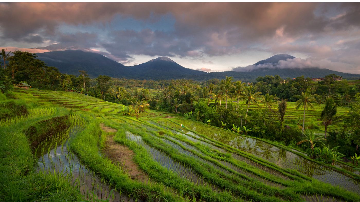 atiluwih Rice Terrace tour with a Bali Private Driver